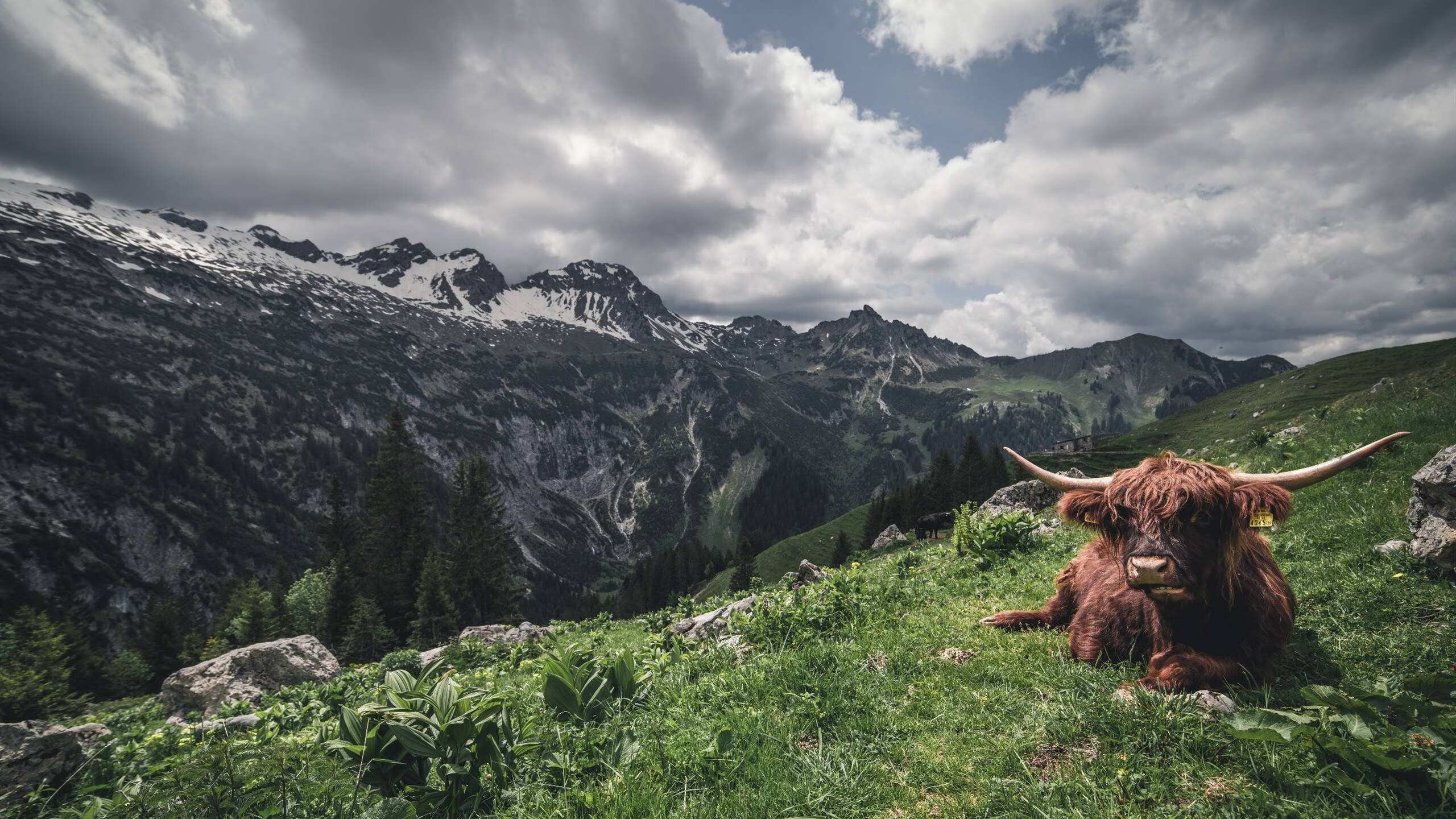 雷火电竞简介-跨界奇才拉文，当德甲争冠战化身终极舞台，他强行终结了爵士时代