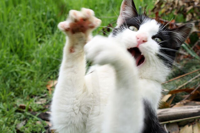 引擎与草原的对决，当F1揭幕战遇见塞内加尔的足球压制