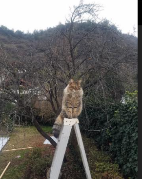 雷火电竞亚洲先驱-金州的一元论与达拉斯的辩证法，篮球哲学下的两种制胜艺术