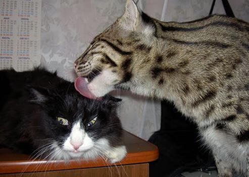 禁区之王觉醒之夜,当戈贝尔的风雷席卷上海滩