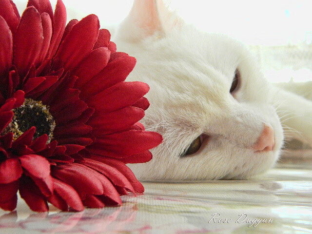 奥运前哨战，骑士全方位压制森林狼，胜负之外的战略深意