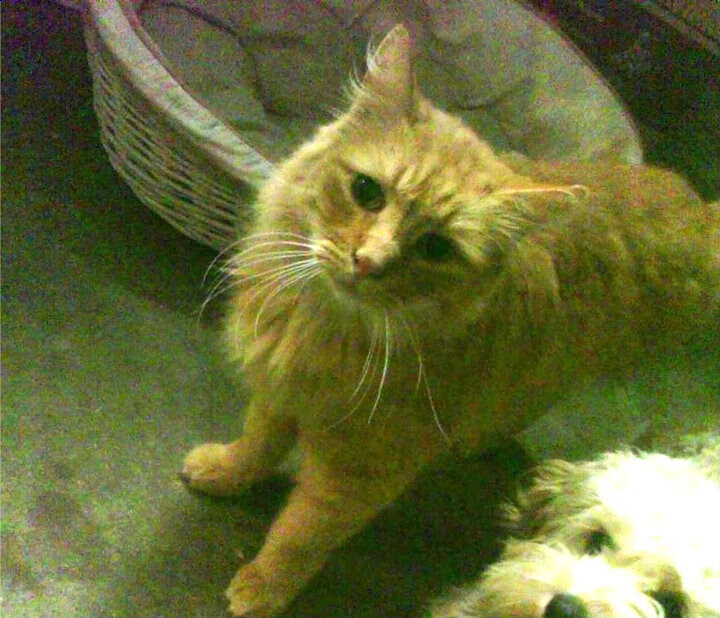 雷火电竞app-王座崩塌之夜，世界排名争夺战，无名黑马如何撕裂里昂神话