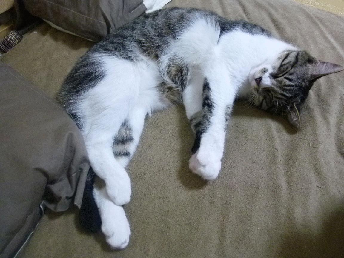 雷火电竞入驻-节奏对决，当独行侠的变速遭遇掘金乐队，武切维奇如何用指挥家之手接管世界排名争夺战？