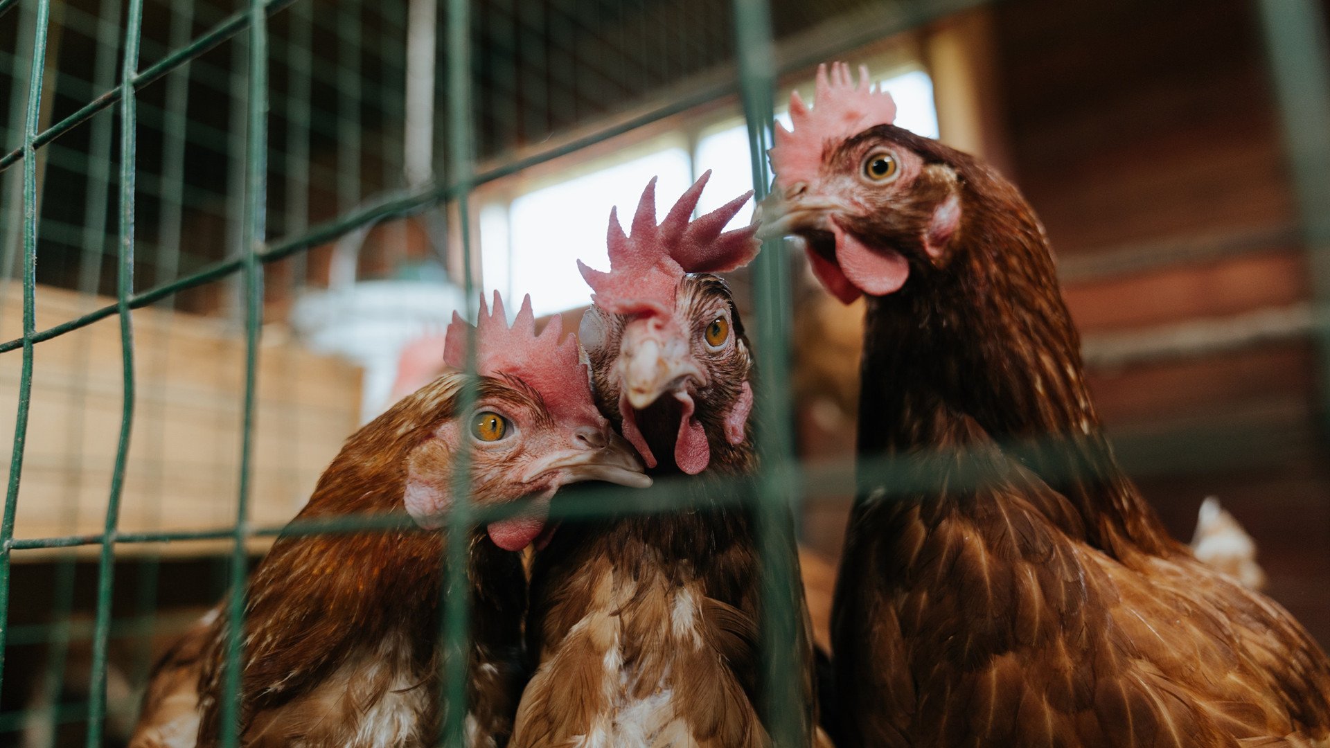 东方铁壁血拼美洲豹,小贾伦末节19分死神降临