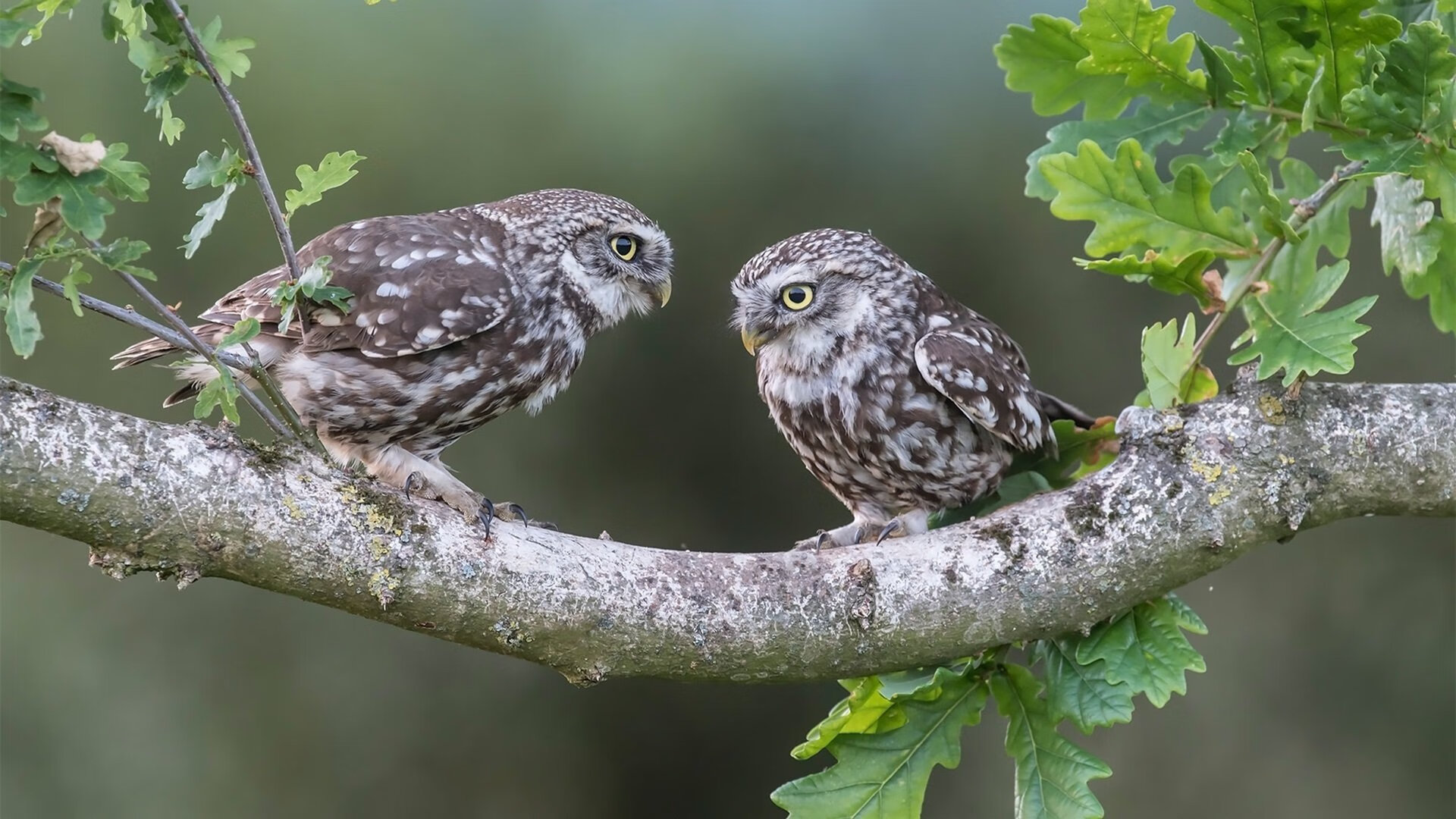 雷火电竞网址-当伊拉克闯入德甲争冠战，拜仁的鏖战，与足球的隐喻狂欢