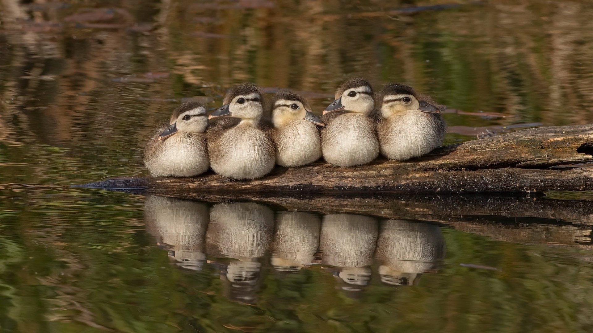 锡安·威廉姆森，当不可阻挡遇见坚不可摧